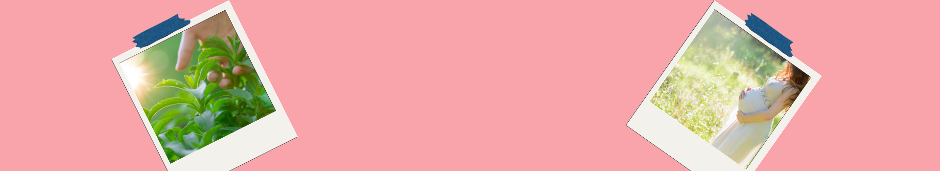 Stevia and Pregnancy